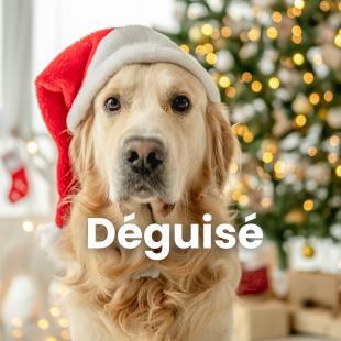 chien déguisé noël